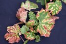 Ein Rebtrieb mit mehreren Blättern und zwei Trauben, Blätter deutlich "gestreift"