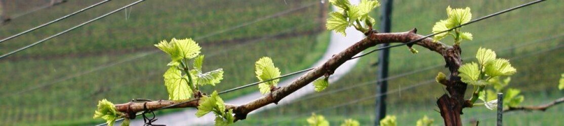 Reben treiben aus - Header - KJH
