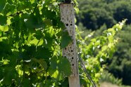 Eine Nisthilfe aus Holz im Weinberg.