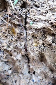 Aufgegrabener senkrechter Wurmgang, der von einer Pflanzenwurzel durchwachsen wird.