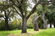 Alte zum Teil abgestorbene Bäume mit Flechten auf dem Stamm stehen auf einer vor kurzem gemähten Wiese