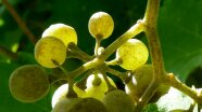 Ausschnitt aus einer reifen Traube mit von grauem Pilz "bestäubten" Beeren