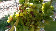 Reife Trauben von denen zahlreiche Beeren gezupft wurden, die Hautreste sind braun