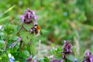 Eine Ackerhummel sitzt an der rosa Blüte einer Purpurroten Taubnessel