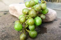 Bräunlich-grau verfärbte Beeren durch späten Peronosporabefall an Weißweintraube