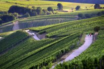 Blick in eine sommerlich Weinlandschaft mit teilweise recht steilen Weinbergen mit Spaziergängern auf einem Weinbergsweg