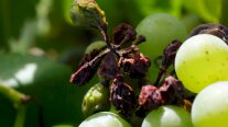 Rosinenartig eingetrocknete Beeren neben gesunden prallen Beeren