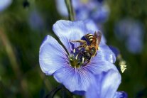 Eine Wildbiene sitzt auf einer leuchtend blauen Blüte des Leins
