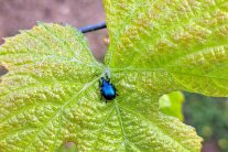 Der kleine blau schillernde Rüsselkäfer sitzt auf einem Rebblatt - Biodiversität ganz nah