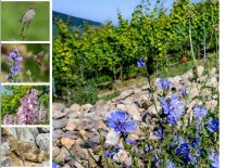 Blick in Weinberg mit blauen Blüten vor Steinriegel und Reben mit vier eingeblendeten Arten