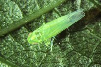 Schlanke gruene Zikade mit rötlichen Augen auf Rebblattunterseite