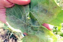Eine Hand hält ein Rebblatt mit der Unterseite nach oben, darauf sporulierte Peronospora
