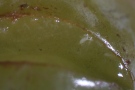 Eiablage der normalen Essigfliege erfolgt in beschädigte Früchte