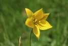 Geöffnete, strahlend gelbe Blüte der Weinbergstulpe mit spitzen Blütenblättern