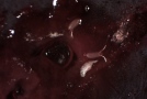 Eier der normalen Essigfliege mit deutlich verdickten Atem-Schläuchen an einer verletzten Rotweinbeere