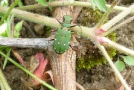 Feld-Sandlaufkäfer (Cicindela campestris) - der grüne Käfer läuft auf Rebschnittholz in der Begrünung