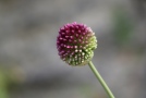 Blütenkopf des Kugellauchs - Blüten oder Hüllen der Brutzwiebeln sitzen dicht an dicht am kugeligen Blütenkopf