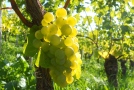 Reife Weißwein-Traube leuchtet in der Herbstsonne