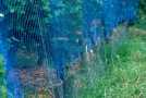 Blaues Vogelschutznetz wird durch stabiles Drahtgeflecht bis zum Boden verlängert