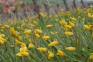 Weinbergsboden bedeckt mit den gelb blühenden Weinbergstulpen