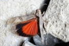 Rotflügelige Ödlandschrecke mit geöffnetem roten Flügel, Körper kaum vom steinigen Untergrund zu unterscheiden