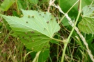 Reblausgallen auf der Blattunterseite einer durchgetriebenen Unterlagsrebe