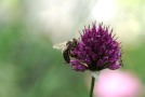Honigbiene auf einem Blütenkopf des Weinberglauchs