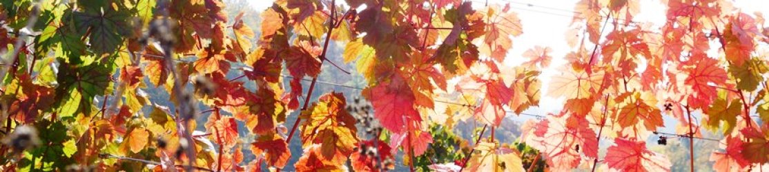 Herbstfärbung Weinbau Header