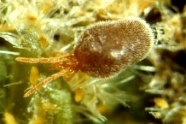 Sammetmilbe (Trombidium holoserceum) inmitten von jungen Blattrebläusen 