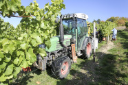Traktor bei der Weinlese