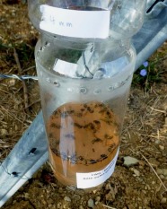 Wespenfalle aus Plastikflasche mit 4 mm großen Löchern und Fangflüssigkeit mit einigen Wespen