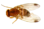 Kirschessigfliegen-Männchen mit typischem Flügelfleck