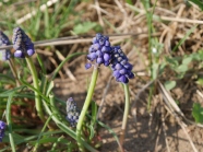 Die blauen Blüten der Traubenhyzinthe aus der Nähe, gut erkennbar die einzelnen Blütchen in den Blütentrauben