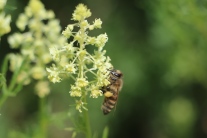 Eine Honigbiene mit gefülltem Pollenhöschen sitzt an einer hellgelben Resedenblüte