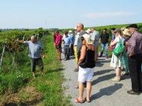 Bioland-Weinbauberater Norbert Drescher führt die Gruppe von PIWI-International durch die Sommeracher Weinberge