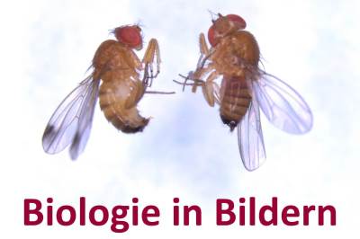 Kirschessigfliegen Männchen und Weibchen nebeneinander liegend, darüber gelegt der Text: Die Kirschessigfliege Biologie + Bilder