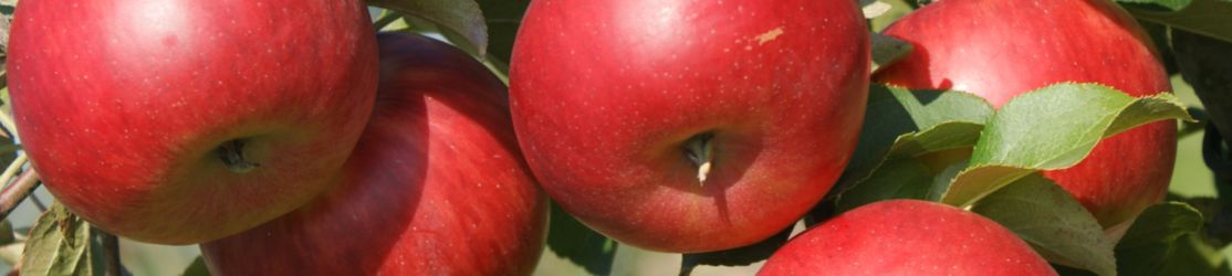 header_apfel_cidre: schöne, reife, rote Äpfel am Baum